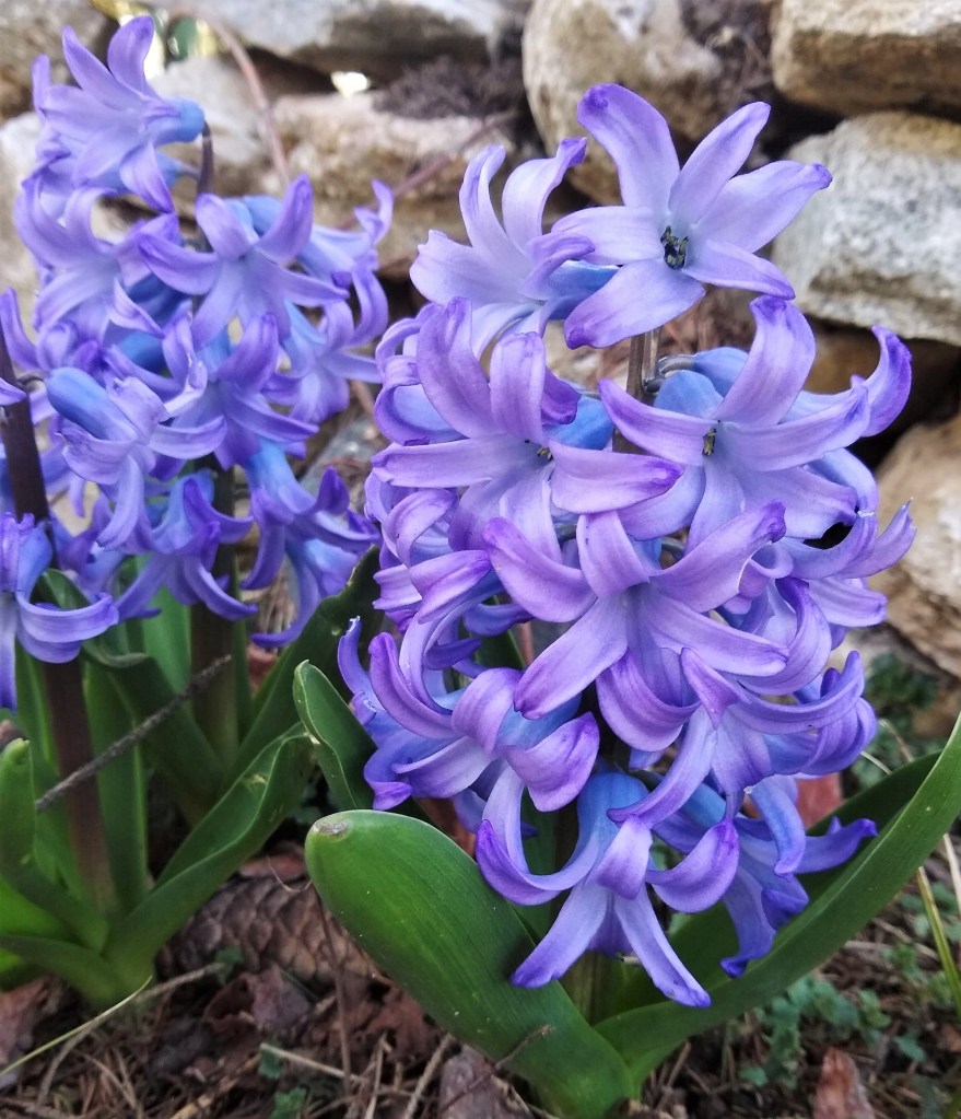 Two purple hyacinth grow in front of a stone wall.